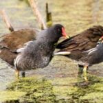 问鼎app下载的内容更新频率与用户期待 5qkeey1