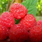 问鼎app下载:如何在不同设备上顺利安装 bl8lswgo5