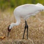 问鼎娱乐平台的用户体验优化与界面设计分析 rz0g4oi