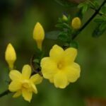 问鼎app下载:使用后感受与长期使用建议 xwmjp8uys