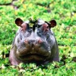 问鼎娱乐平台的客服支持与用户反馈机制 y6vipgo0